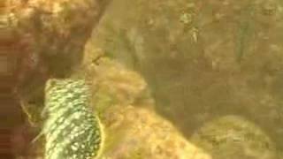 Scuba Diving Coiba National Park Republic of Panama [upl. by Ataner]