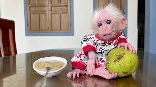 Monkey Poor enjoys mango smoothie to cool down in the summer [upl. by Couq]