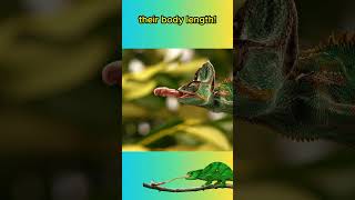 Chameleon Tongues Are FASTER Than A RACE CAR🦎🦎👅animals animalfacts shorts [upl. by Ardeed]