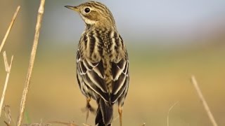 Linduška rudokrká  Redthroated Pipit Anthus cervinus [upl. by Dirgni]