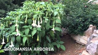 Brugmansia arborea Garden Center online Costa Brava  Girona [upl. by Wallas]