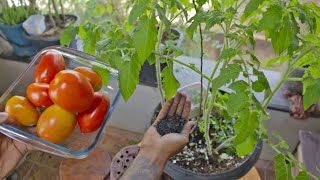 5 Dicas para ter tomates em vaso SEM PRAGAS [upl. by Acinorehs896]