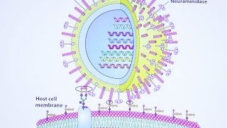 Aherns Biochemistry 18 Carbohydrates amp Signaling [upl. by Hach52]