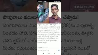 pigeon bird Shorts Short Viral TeluguAUTOnews Telugu reels [upl. by Melisandra]