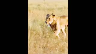 Nature wildlife video wild animals [upl. by Drofiar]