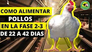 COMO ALIMENTAR POLLOS CORRECTAMENTE🔴Fase 23Crecimiento Y EngordeDe 22 a 42 Dias [upl. by Cohbert]