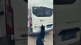 Pet Rescue a Man  Toonformative [upl. by Kcaz]