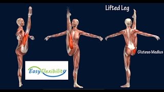 How to Grand Battement Devant Ballet Muscle Animation EasyFlexibility [upl. by Asenev]