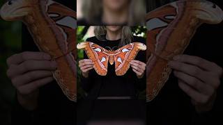 Atlas Moth Butterfly [upl. by Nospmoht]