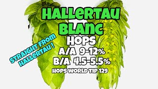 HALLERTAU BLANC HOPS  HOP WORLD TIP 129 [upl. by Hiro]