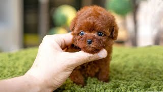 10 Dog Breeds That Have The Cutest Puppies [upl. by Askari]