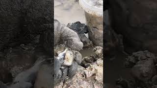 Harvesting small rock oyster shortsfeed oyster catching harvest [upl. by Armington]