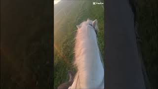 S padem i jsem skála ale zas to nemám natočené equestrian horse pony edit [upl. by Loux]