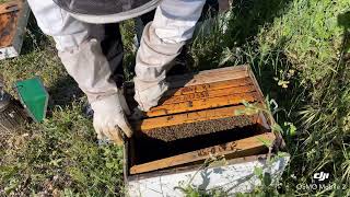 ΕΛΕΓΧΟΣ ΠΑΡΑΦΥΑΔΑΣ ΑΠΡΙΛΙΟΣ 2024 aetos beekeeping music melissa honey beekeeper newbeekeeper [upl. by Anaujal]