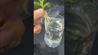 Plants grown in water grow a lot of roots garden tips [upl. by Sparky795]