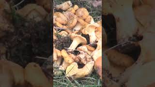 Cantharellus cibarius finferlo gallinaccio galletto funghi natureshorts [upl. by Navac]