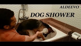 TIME LAPSE  DOG SHOWER استحمام كلب  فيديو سريع [upl. by Clari]