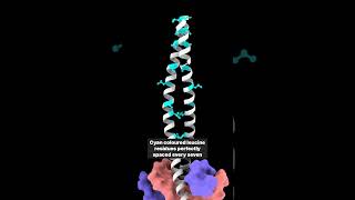 Leucine Zipper  DNA binding motif  DNA binding domain  Regulation of Gene Expression [upl. by Bocyaj]