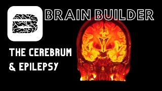 Cerebrum and Epilepsy  Real 3D Anatomy [upl. by Yerdua]