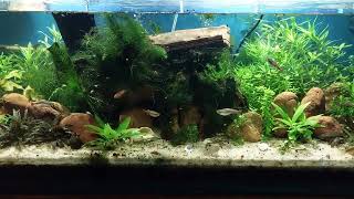 update the rescape [upl. by Kylen]