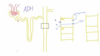 How does Antidiuretic Hormone ADH work [upl. by Tartaglia]