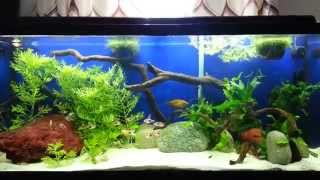 55 gallon planted community old goldfish tank [upl. by Claribel]