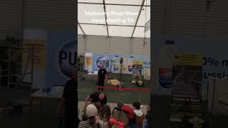 Melbourne Royal Showsheep shearing 14 [upl. by Chader]