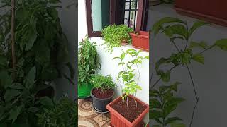 Apartment varanda garden updateshorts garden vlog beersong diesel chennai plants [upl. by Sigismund96]