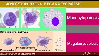 Lecture 24 Monocytopoiesis and Megakaryopoiesis [upl. by Cullie265]