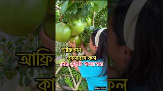 আফ্রিকান কালাবাস ফল এখন দেশেই পাওয়া যায়। kalabash fruit  fruitvideos african ফল [upl. by Derreg]