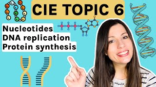 Nucleotides DNA replication and Protein Synthesis  Entire topic CIE Alevel Biology Topic 6 [upl. by Past]