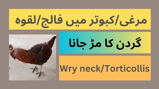 Wry neck  Torticollis  Laqwa  Twisted neck in ChickenPigeon  Turkey  Peacock  Peafowl [upl. by Emogene]