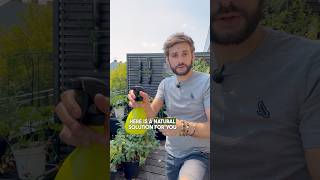 Natural solution to treat your plants 🌿 from aphids amp bugs 💚 gardening garden pestcontrol [upl. by Elianore10]