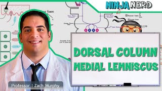 Ascending Tracts  Dorsal Column Medial Lemniscus Pathway [upl. by Notaes]