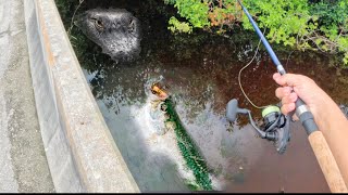 I Caught MICRO FISH Deep In The EVERGLADES [upl. by Anirtik]