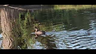 Pied Billed Grebe in Winter Plumage [upl. by Anada]