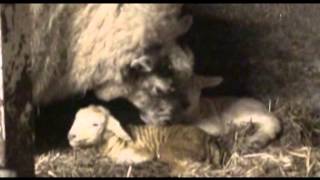 Spring Lamb Video  Courtesy of LambWatch [upl. by Lletnwahs]