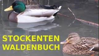 Stockenten  Enten und Erpel in Waldenbuch schwimmen auf der Aich  Mallard ducks [upl. by Grethel858]