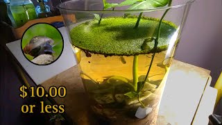 How to Build 10 Snail Aquarium [upl. by Keung468]