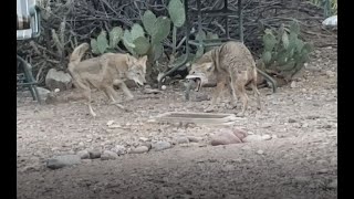 Pair of Coyotes in our Backyard [upl. by Jeb361]