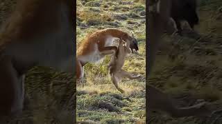 Mountain Showdown Cougars Intense Hunt [upl. by Aned]