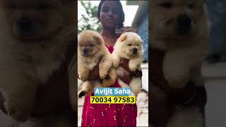 Good Quality Chow Chow Puppy Avialble  Avijit  70034 97583 [upl. by Malachi]