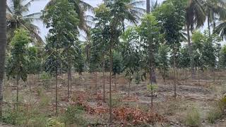 Mahogany swietenia trees for best income [upl. by Caffrey]