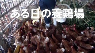 ある日の養鶏場 A day in the life of a poultry farm [upl. by Davies908]