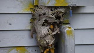 Hornet Nest Destruction Compilation [upl. by Eiknarf]