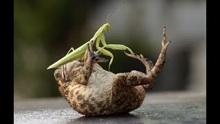 Gruesome but Amazing Praying Mantis Attack Compilation [upl. by Nevlin480]