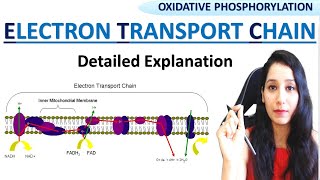 Oxidative Phosphorylation  Electron Transport Chain ETC amp Chemiosmosis I CSIRNET GATE NEET IITJAM [upl. by Anej]