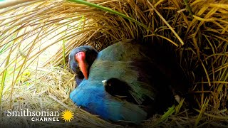 A Rare Pair of Chicks for the Exotic and Endangered Takahe 🐥 Into The Wild New Zealand  Smithsonian [upl. by Alyakim]