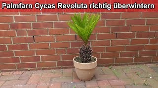 Palmfarn Sagopalme Cycas Revoluta richtig im Winter überwintern – Pflege Anleitung [upl. by Mordy279]