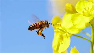 Bee Noise  Free Sound Effects  Animal Sounds [upl. by Amoeji613]